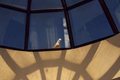 Seagull standing outside the dome window of a hotel room in sunny beach resort under the soft light 
