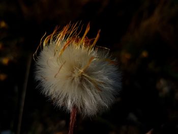 Close-up of dandelion