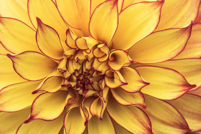 Full frame shot of yellow dahlia flower