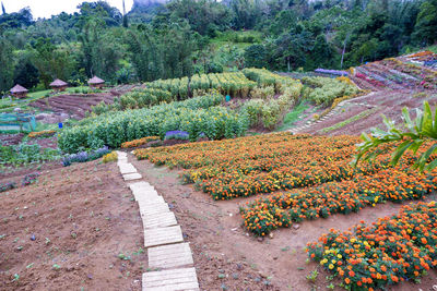 Panoramic view of flowering plants and trees on land