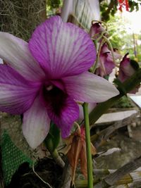 Close-up of pink flowering plant