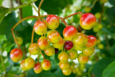 Close-up of american cranberries