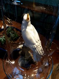 Close-up of bird perching on glass