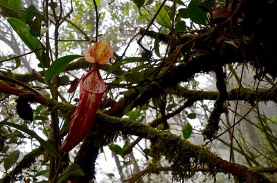 Low angle view of pitcher plant at forest