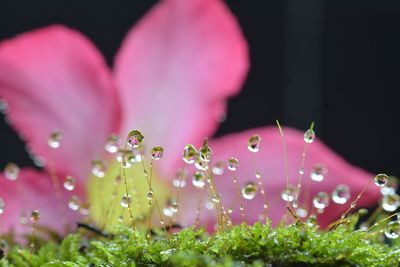 Close-up of wet pink flower on field