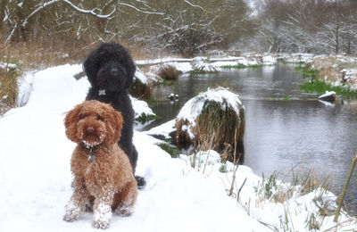 Labradoodle and cockapoo posing in the snow
