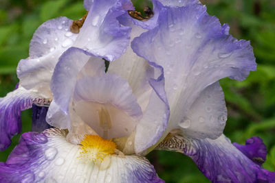 Close-up of wet purple iris flower