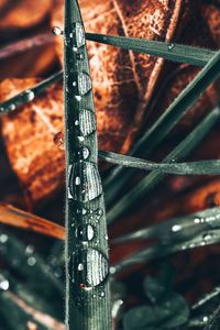 Close-up of water drops on rusty metal fence
