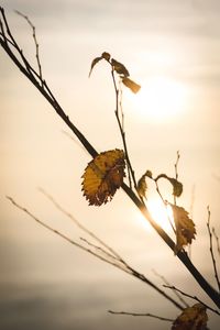 Close-up of plant on twig against sky