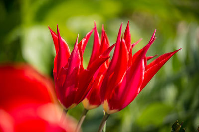 Close-up of red flower