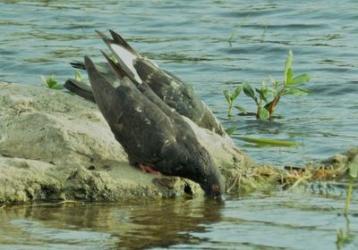 Close-up of duck in lake