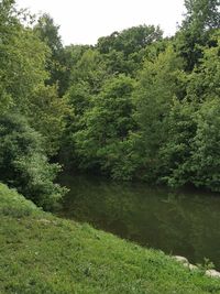 Scenic view of lake amidst trees in forest