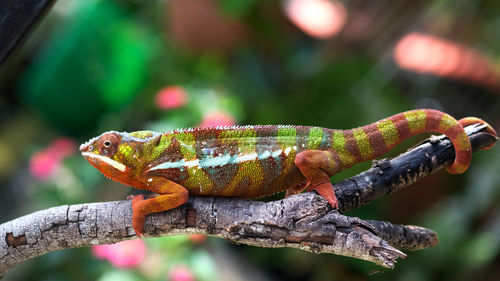 Close-up of a lizard on a tree