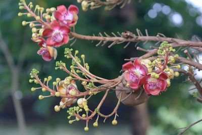 plant