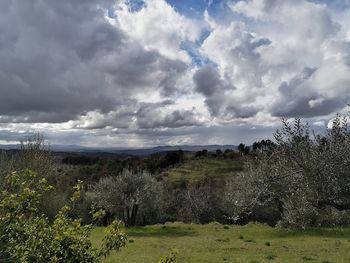 Scenic view of field against sky