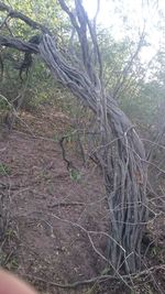 Close-up of bare tree in forest