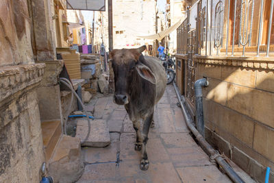 View of a horse in alley