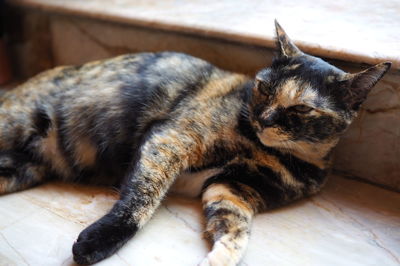 Close-up of cat lying down