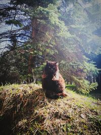Close-up of horse on tree against sky