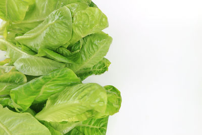 Close-up of green leaves against white background