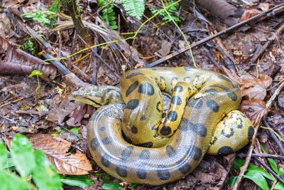 High angle view of anaconda relaxing on field