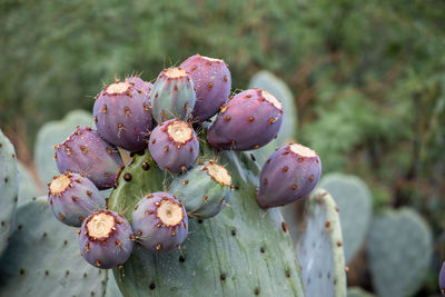 Close-up of purple flowering plant