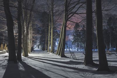 Bare trees in forest during winter