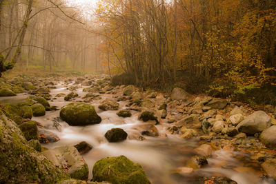 Stream flowing through rocks in forest