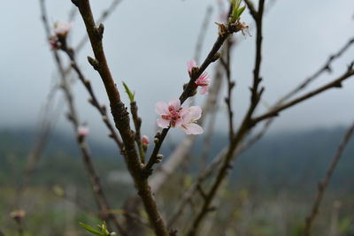 Close-up of pink flowers on branch