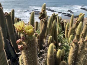 Close up of cactus against the sea and sky