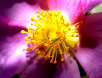 Macro shot of yellow flower