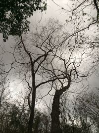 Low angle view of bare trees against sky