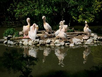 Birds perching on a lake