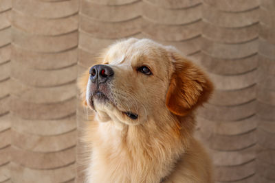 Close-up of dog looking away