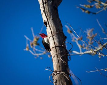 Low angle view of bird perching on tree trunk against clear blue sky