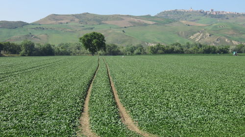 Scenic view of farm during sunny day