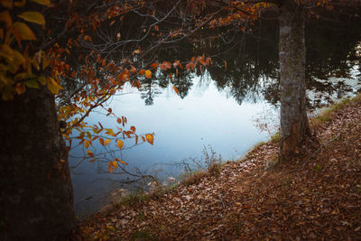 Reflection of trees in lake during autumn