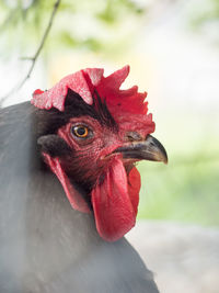 Close-up of rooster