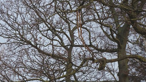 Low angle view of bare tree against sky