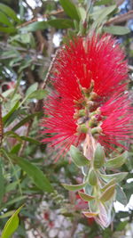 Close-up of red flowering plant