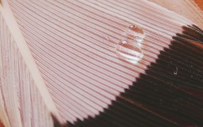 Close-up of wooden plank