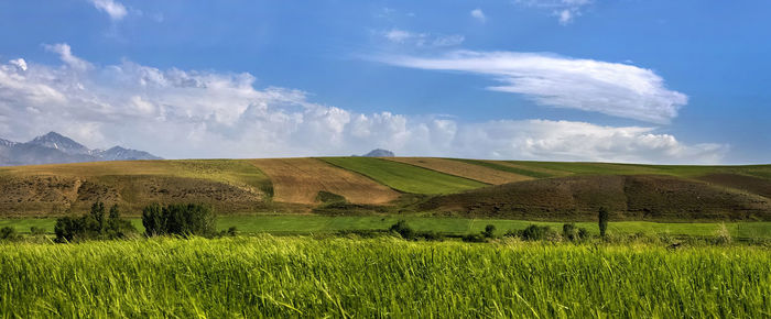 Scenic view of agricultural field against sky