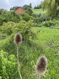 Close-up of dandelion flower on field