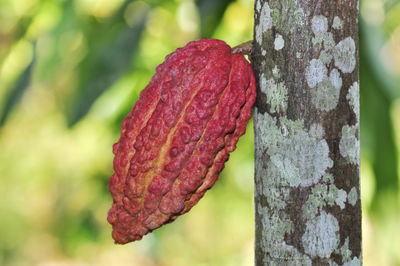 Close-up of leaf on tree trunk