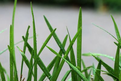 Close-up of grass growing on field