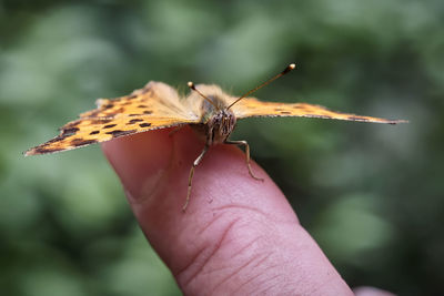 Close-up of butterfly on hand