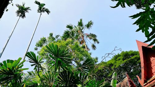 Low angle view of trees against sky