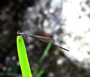 Close-up of damselfly perching on leaf