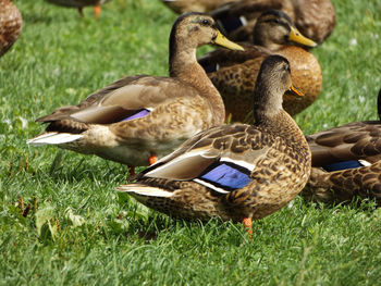 High angle view of female mallard ducks on grass