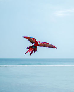 View of a bird flying over sea